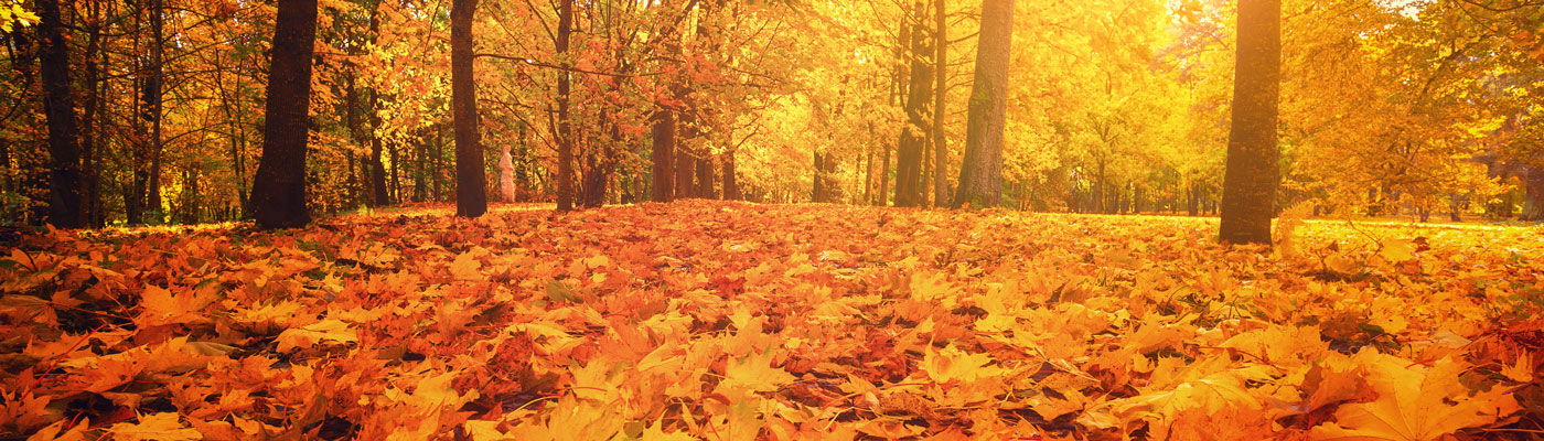 Herbst